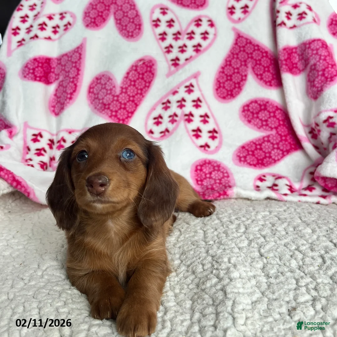 Miniature Dachshund dogs for sale: Nellie - Ad 5