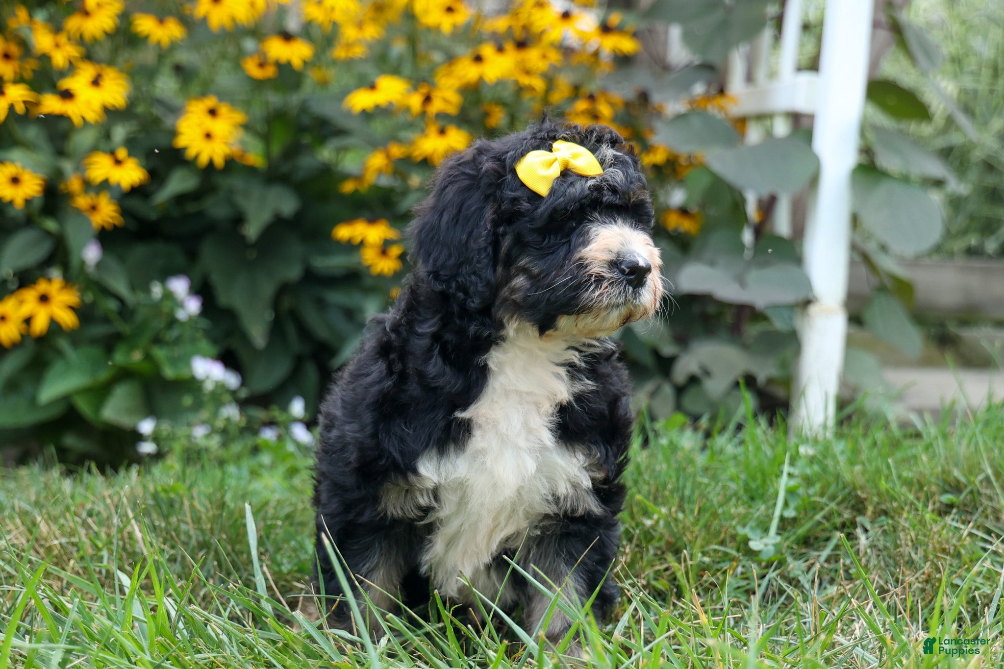 Bernedoodle dogs Dolly🎀  - Ad 2