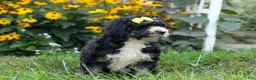 Bernedoodle dogs for sale: Dolly🎀  - Ad 2