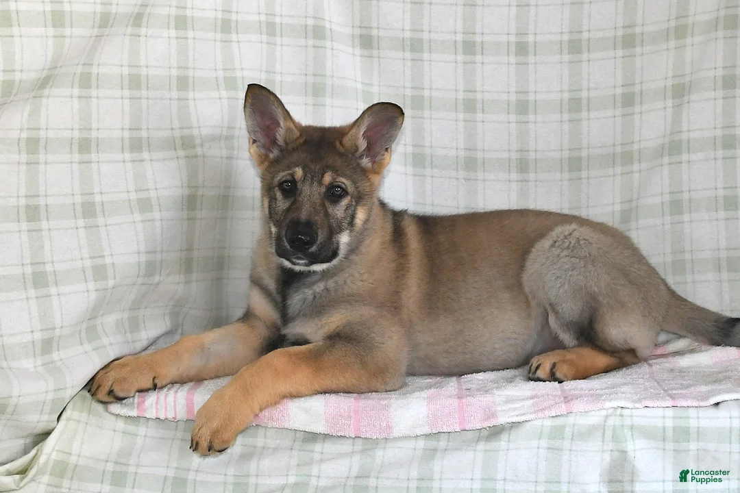 German Shepherd dogs for sale: Megan - Ad 4