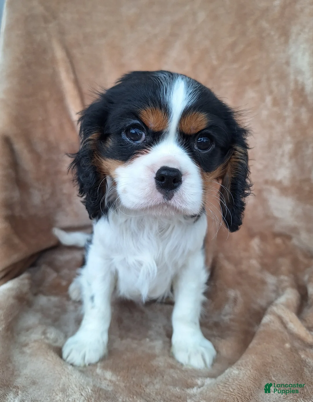 Cavalier King Charles Spaniel dogs for sale: Benji - Ad 5