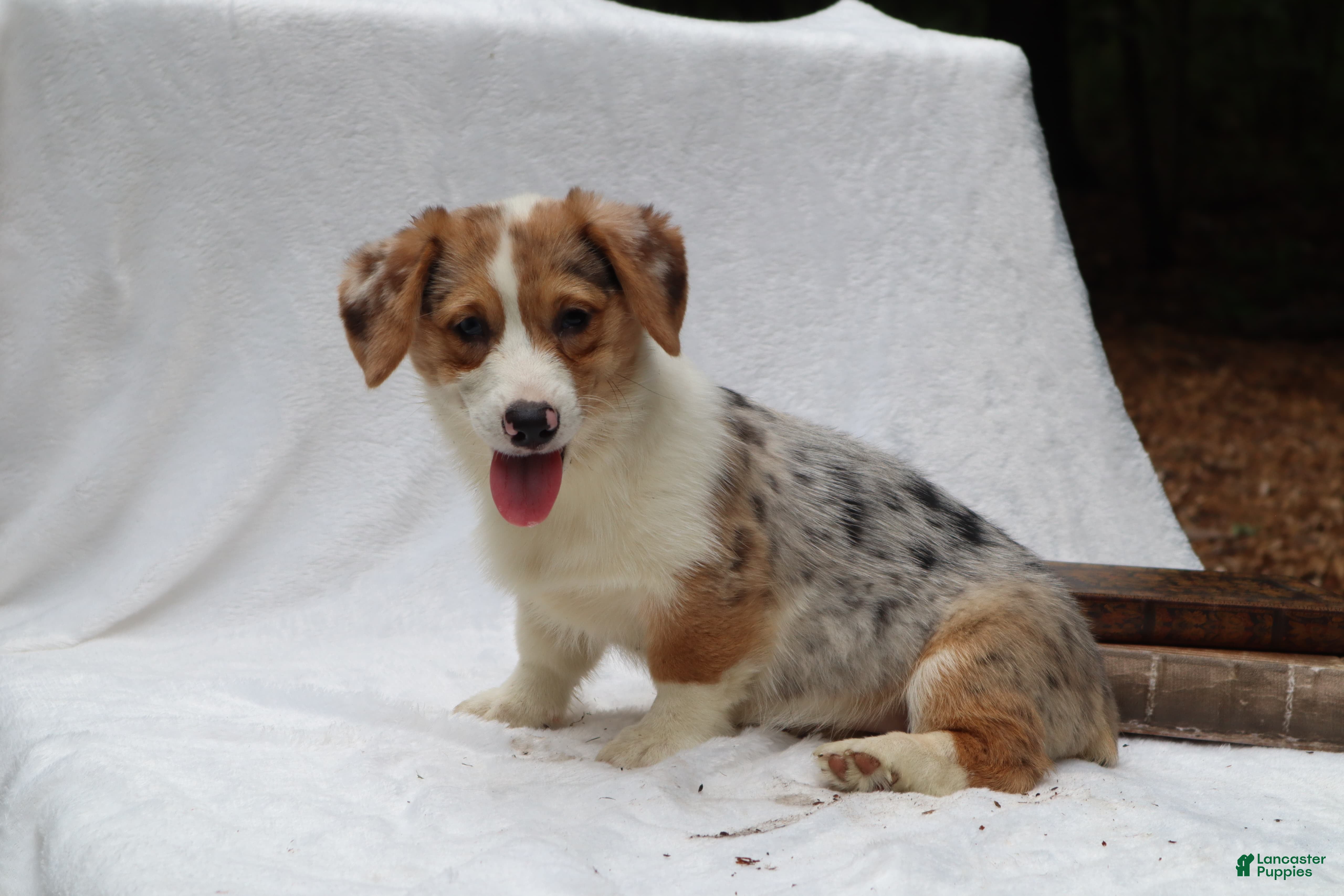Welsh Corgi Pembroke dogs Pepper - Ad 1