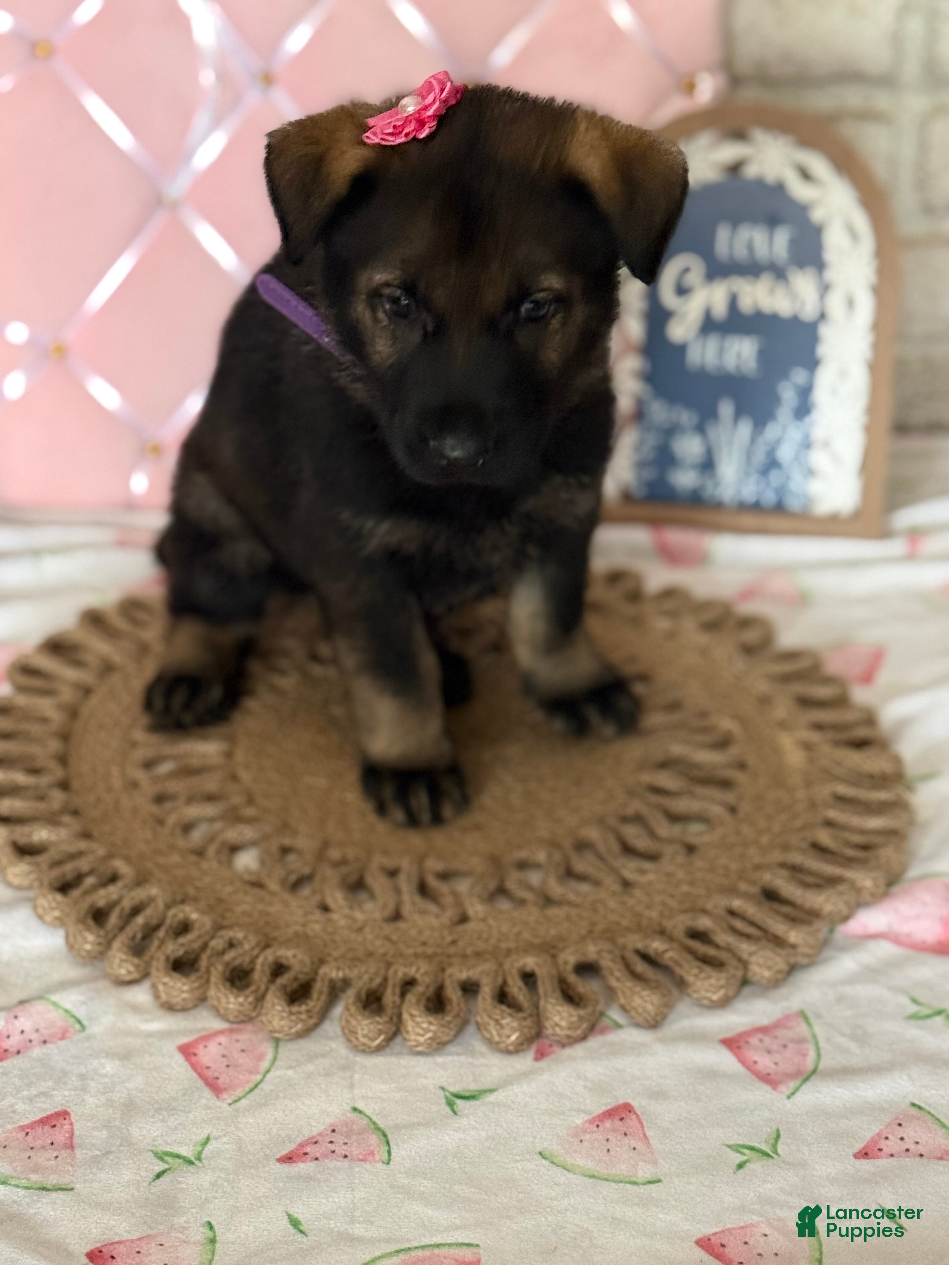German Shepherd dogs Lexus - Ad 41