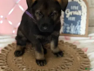 German Shepherd dogs Lexus - Ad 41