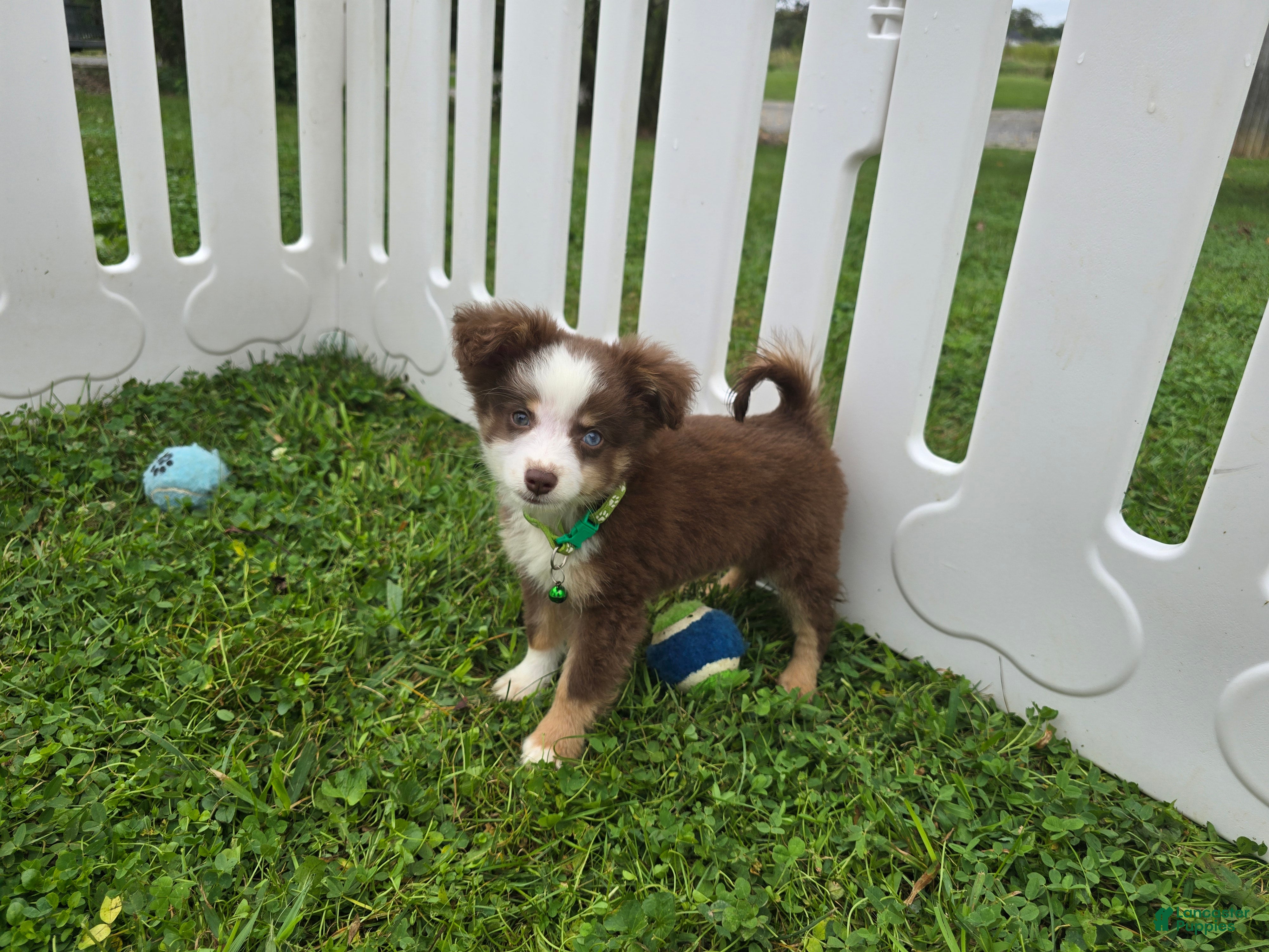 Toy Australian Shepherd dogs Boy 2 - Ad 1