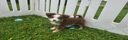 Toy Australian Shepherd dogs for sale: Boy 2 - Ad 1