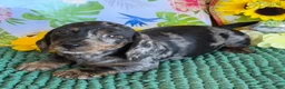 Miniature Dachshund dogs for sale: Speckles - Ad 4