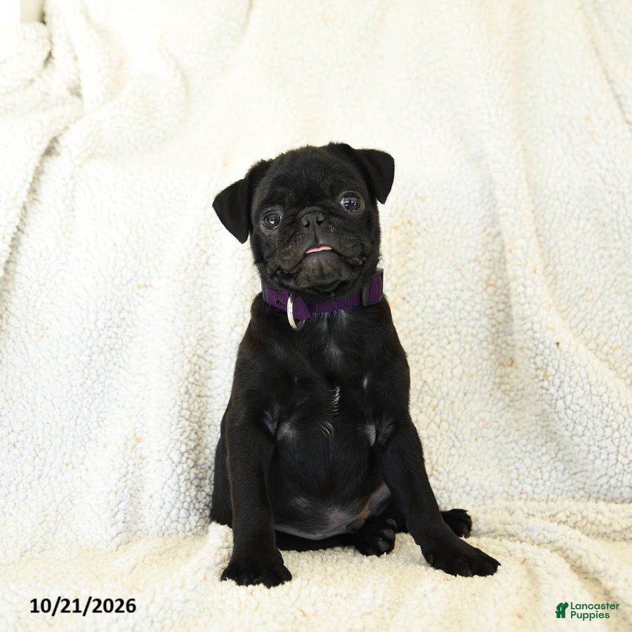 Pug dogs Bandit - Ad 1