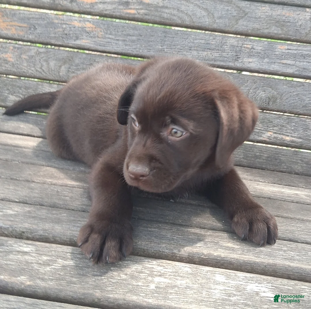 Labrador Retriever dogs for sale: Lucky Lucy - Ad 5