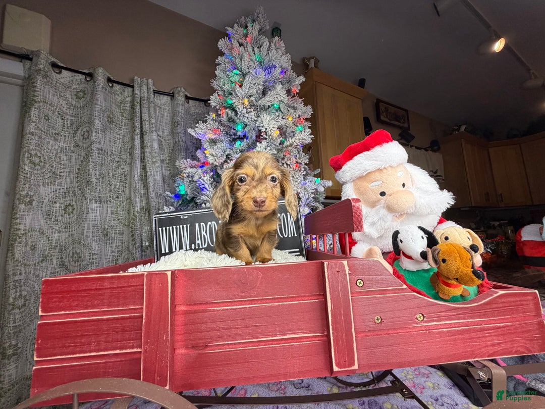Miniature Dachshund dogs for sale: Sale choc dapple champ import pra clear Akc  - Ad 4