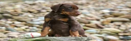 Doberman Pinscher dogs for sale: Gus 🐾 - Ad 14