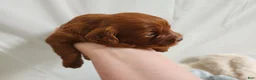 Cavapoo dogs for sale: Franklin  - Ad 3