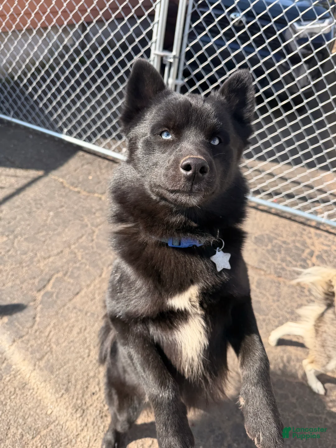 Pomsky dogs for sale: Thumper - Ad 2