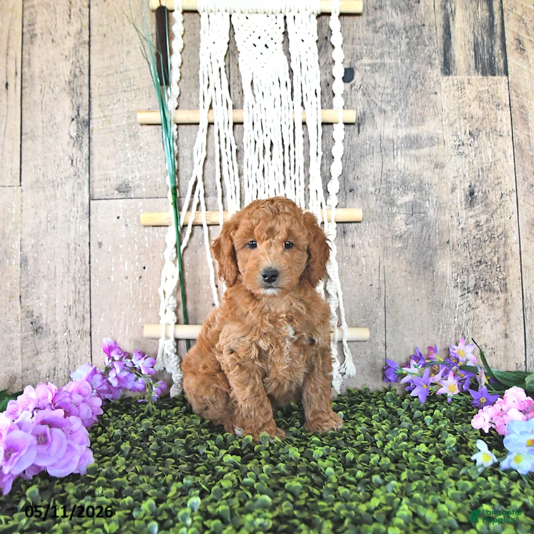 Mini Goldendoodle dogs for sale: Mr Timber - Ad 1