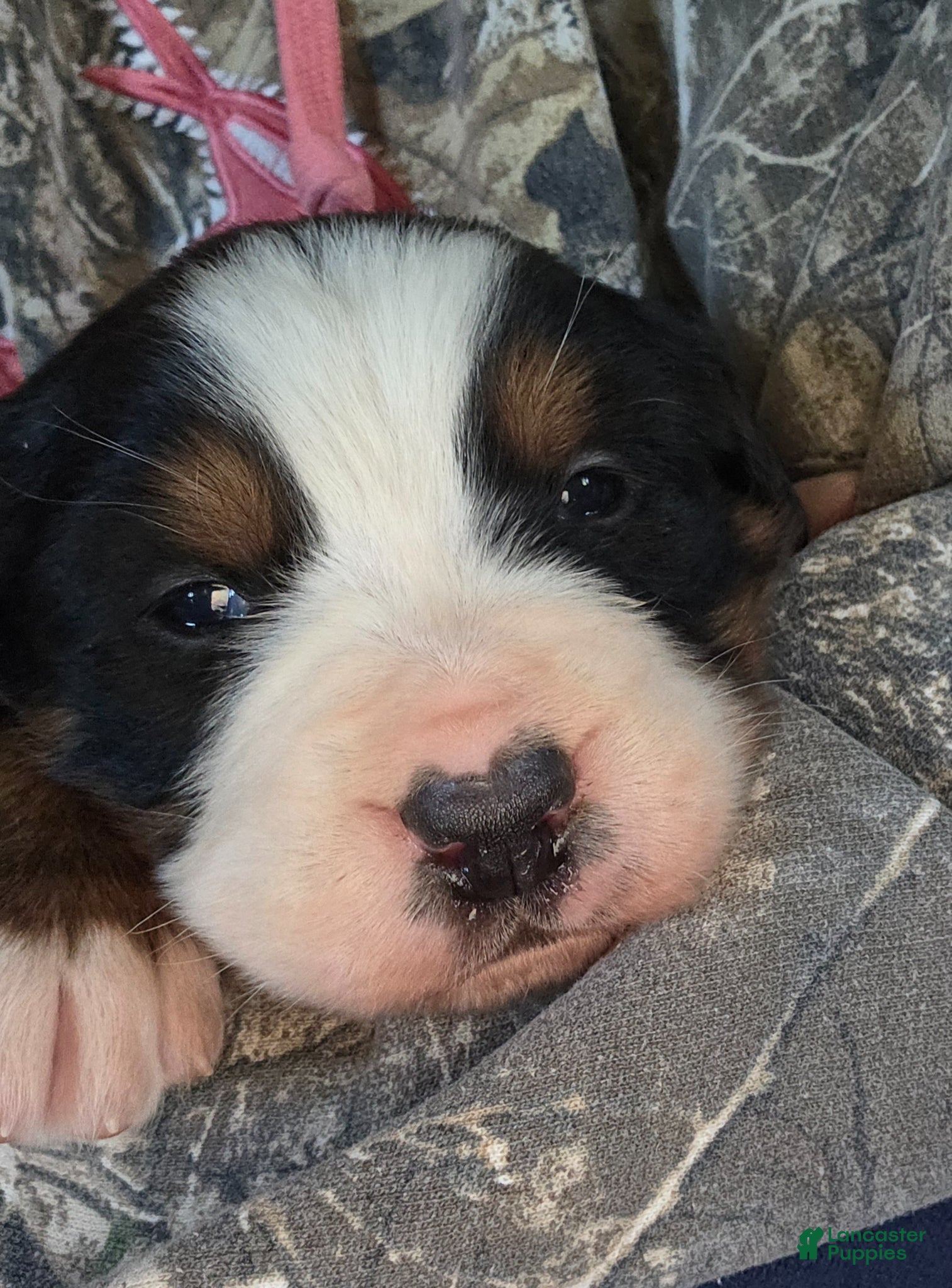 Bernese Mountain Dog dogs Bernese Mountain Dog Puppy 5 - Ad 15