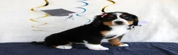 Bernese Mountain Dog dogs for sale: Margie - Ad 3