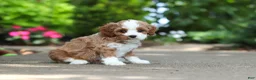Cavapoo dogs for sale: Dolly - Ad 6