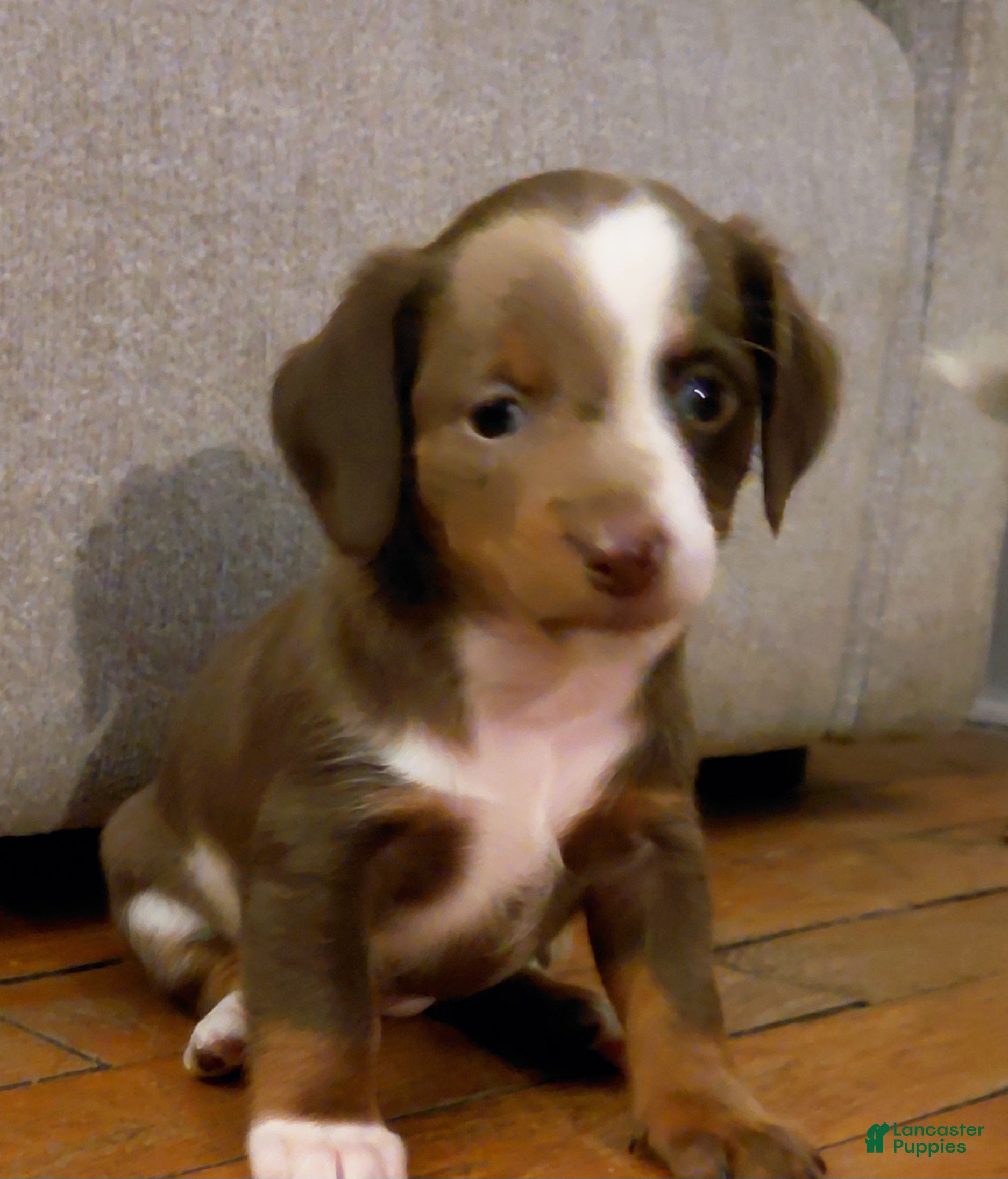 Miniature Dachshund dogs Miniature Dachshund Puppy 1 - Ad 10