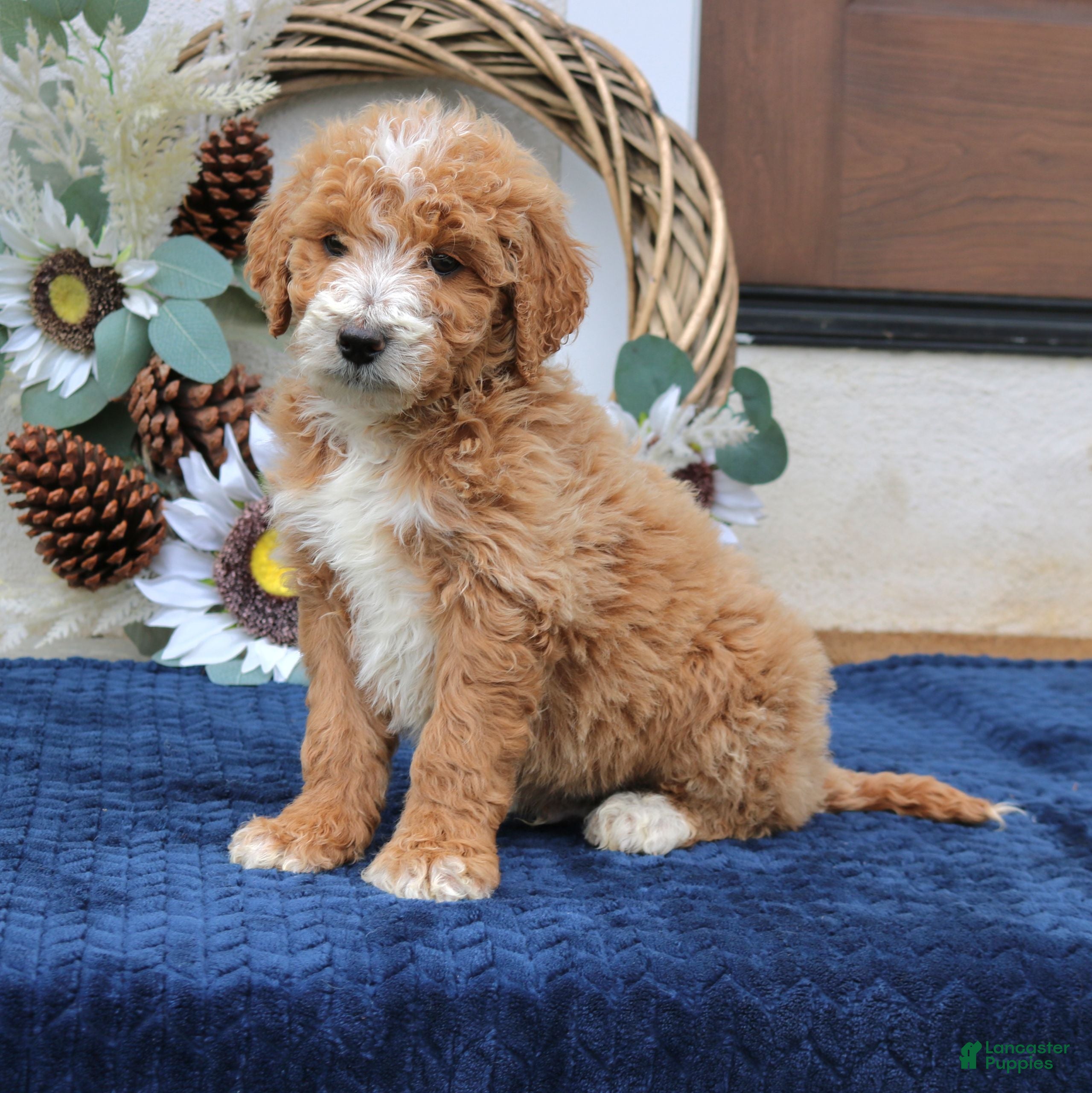 Mini Goldendoodle dogs Clark  - Ad 1