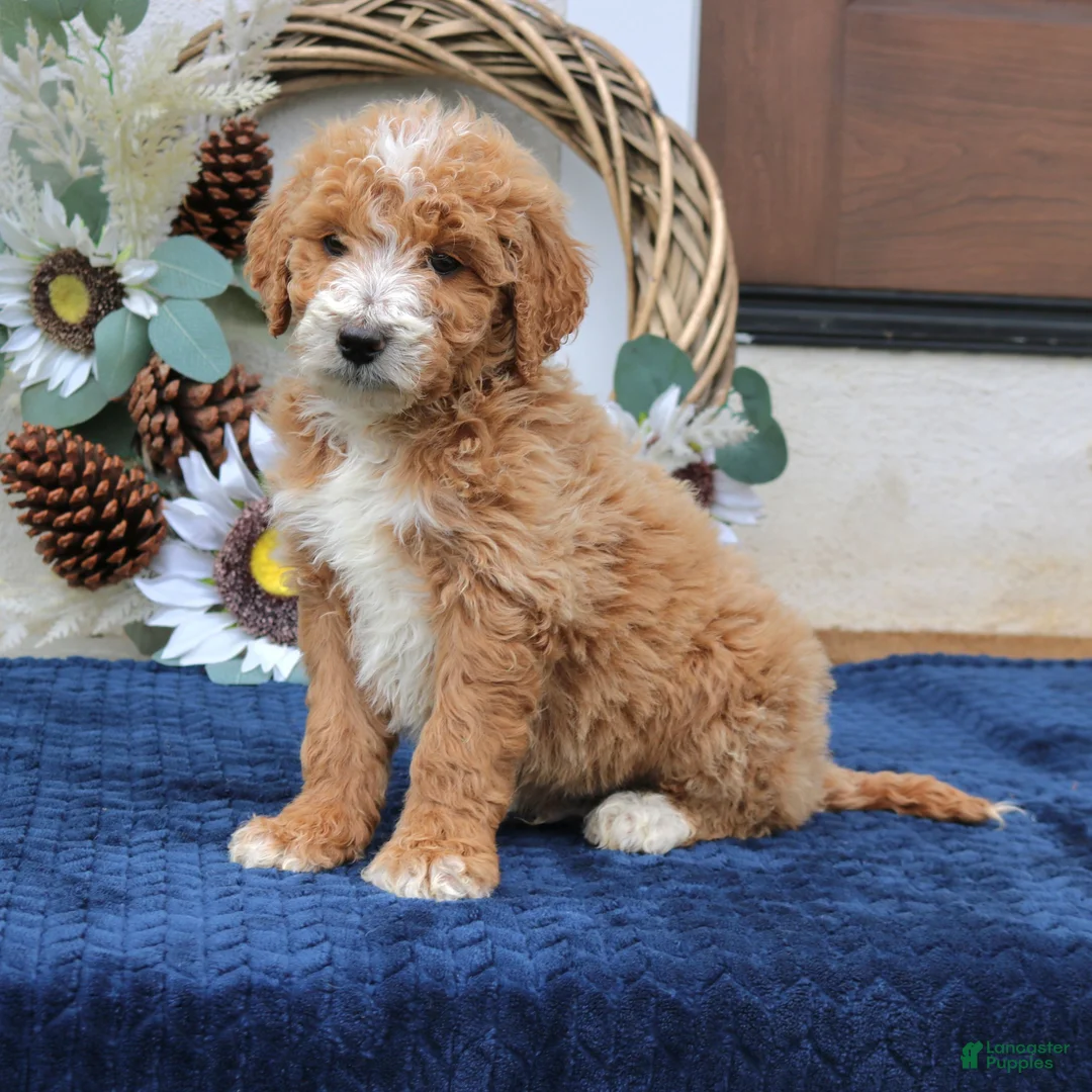 Mini Goldendoodle dogs for sale: Clark  - Ad 1