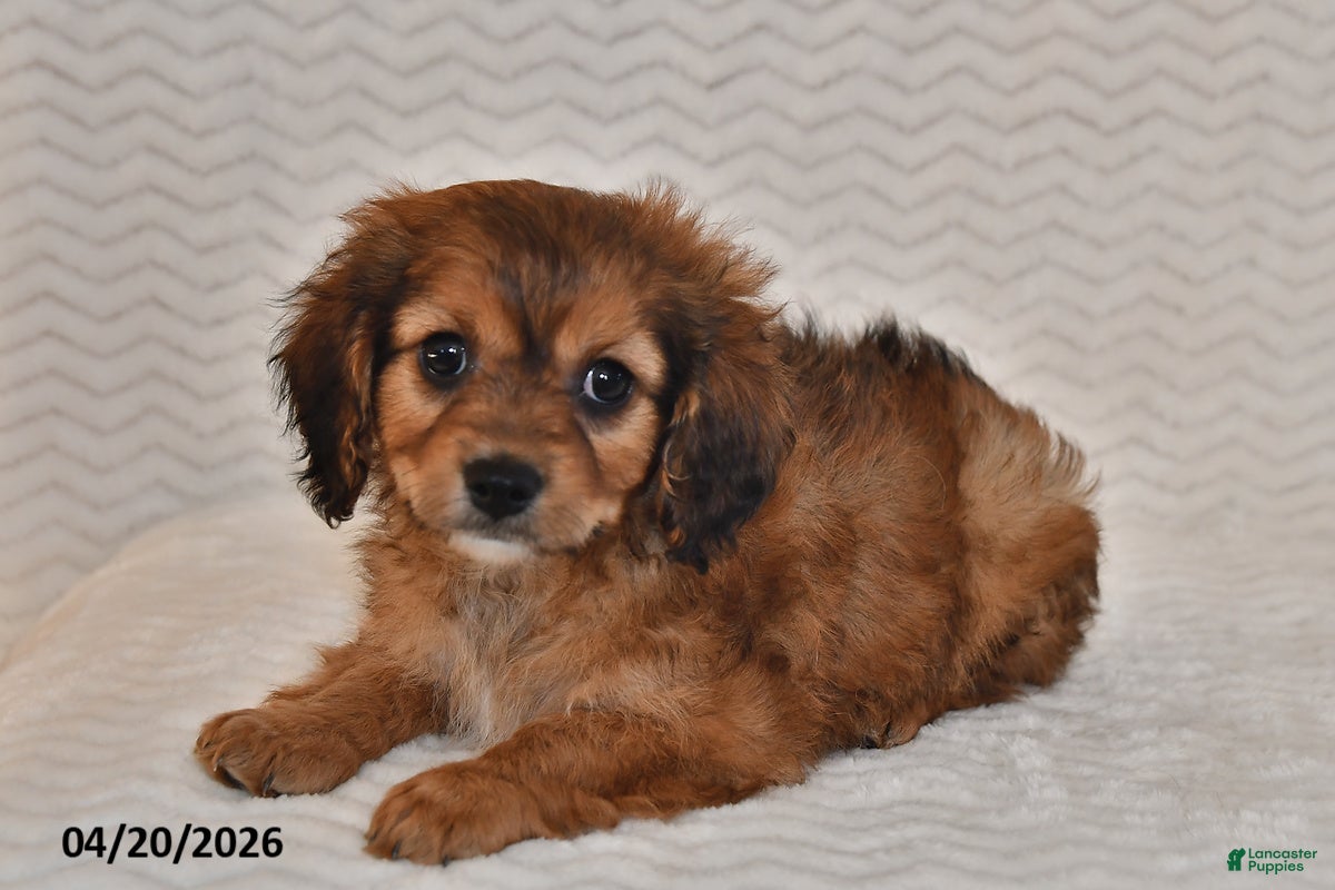 Cavapoo dogs Baxter - Ad 2