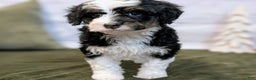 Mini Bernedoodle dogs for sale: Lana - Ad 8