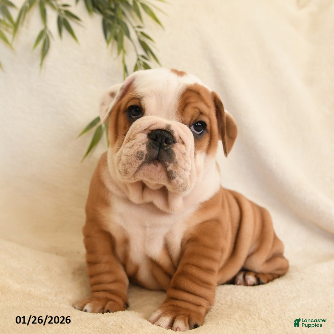 English Bulldog dogs for sale: Beatrice - Ad 2