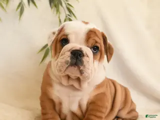 English Bulldog dogs Beatrice - Ad 30