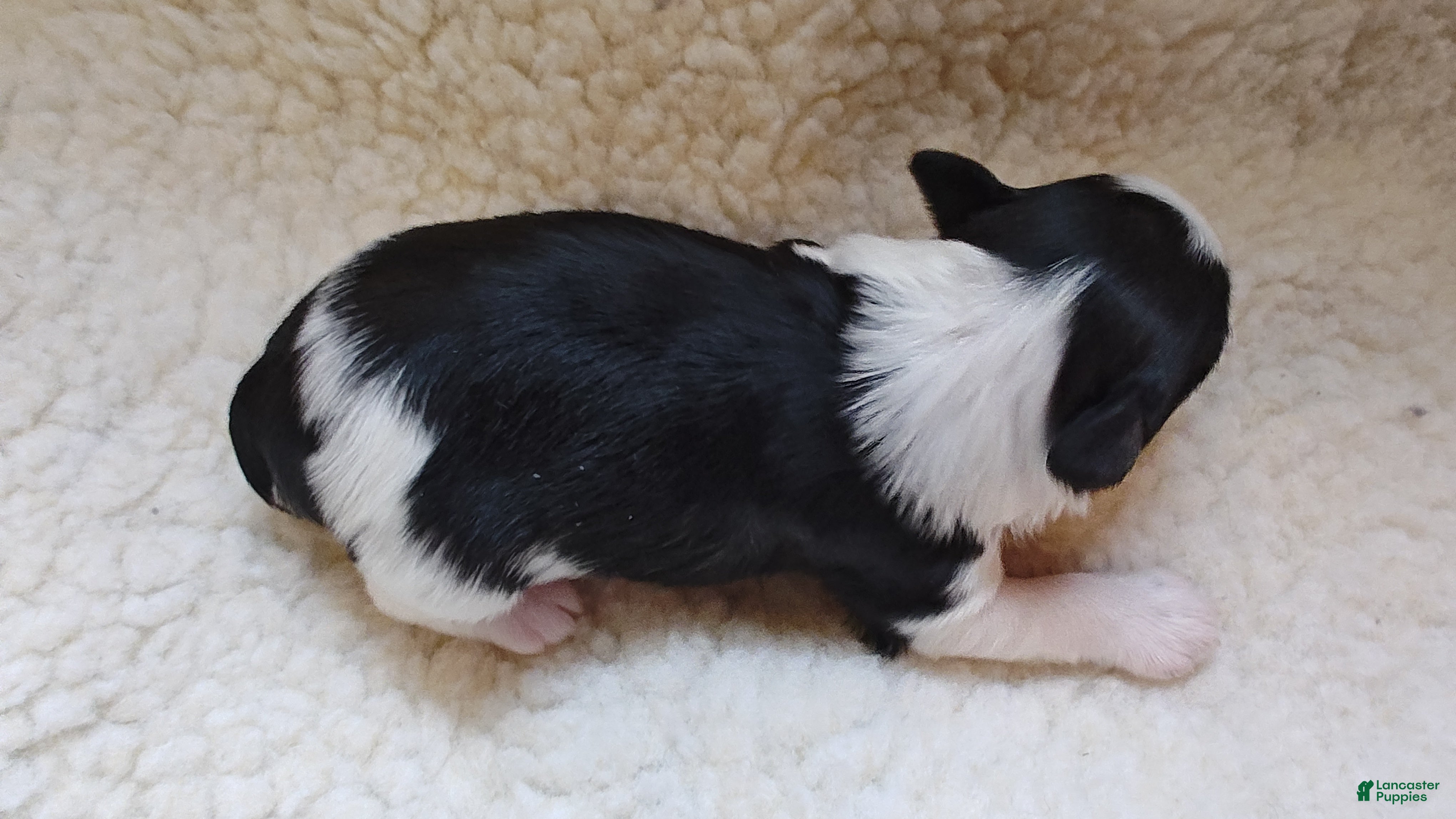 Miniature Schnauzer dogs Miniature Schnauzer Boy 3 - Ad 33