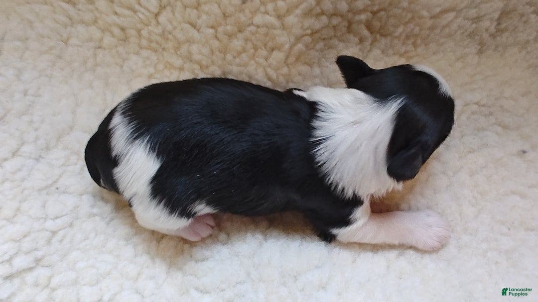 Miniature Schnauzer dogs for sale: Miniature Schnauzer Boy 3 - Ad 1