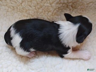 Miniature Schnauzer dogs Miniature Schnauzer Boy 3 - Ad 33