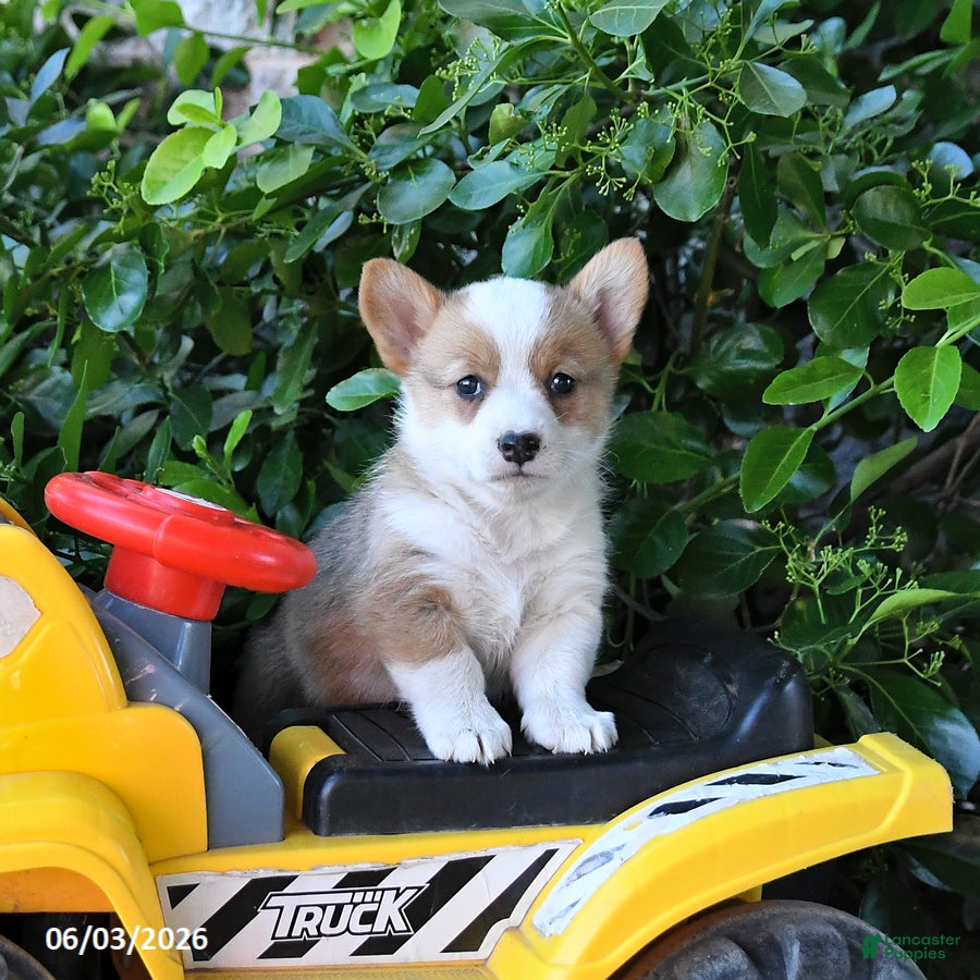 Welsh Corgi Pembroke dogs for sale: Maggie - Ad 2