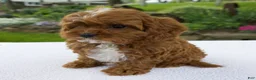 Cavapoo dogs for sale: Ivy - Ad 2