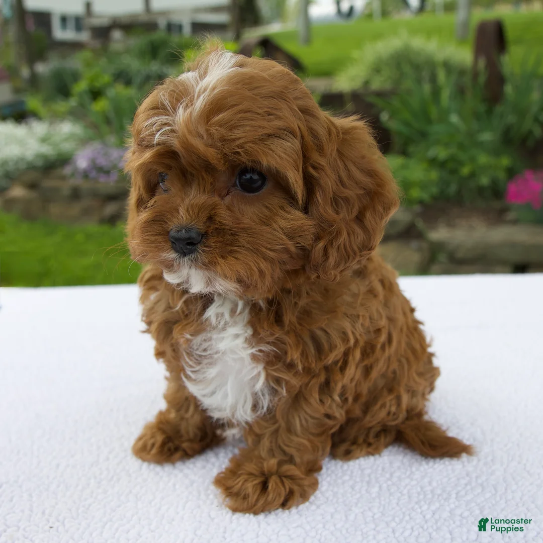 Cavapoo dogs for sale: Ivy - Ad 2