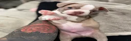 Boston Terrier dogs for sale: Canelo  - Ad 8