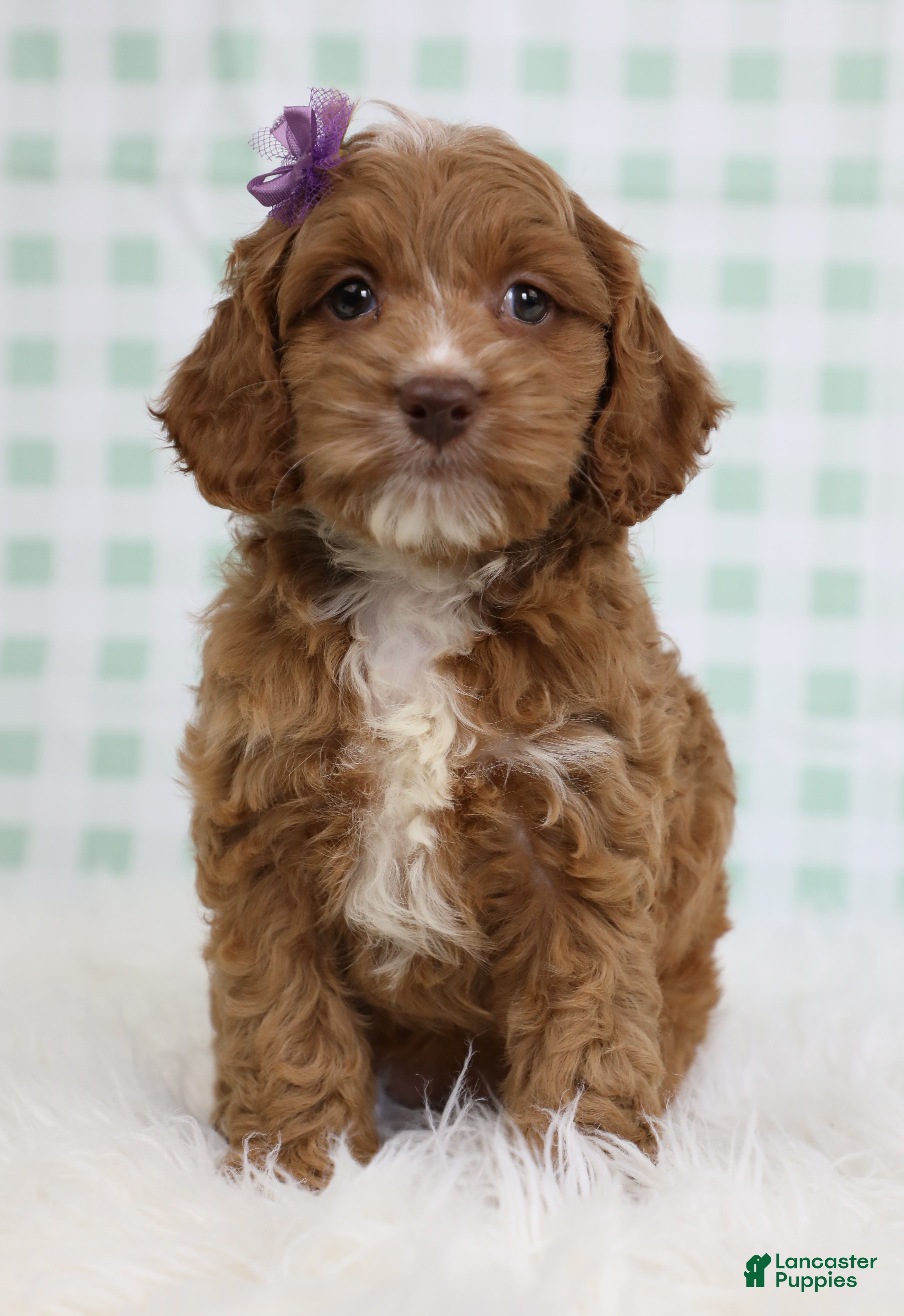Cockapoo dogs for sale: Ariel 🐚 - Ad 2