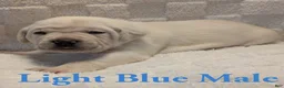 Cane Corso dogs for sale: Light Blue  - Ad 3
