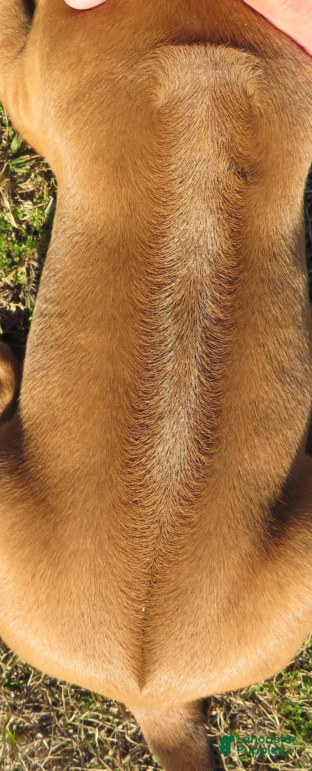 Rhodesian Ridgeback dogs for sale: Rhodesian Ridgeback Puppy 1 - Ad 4