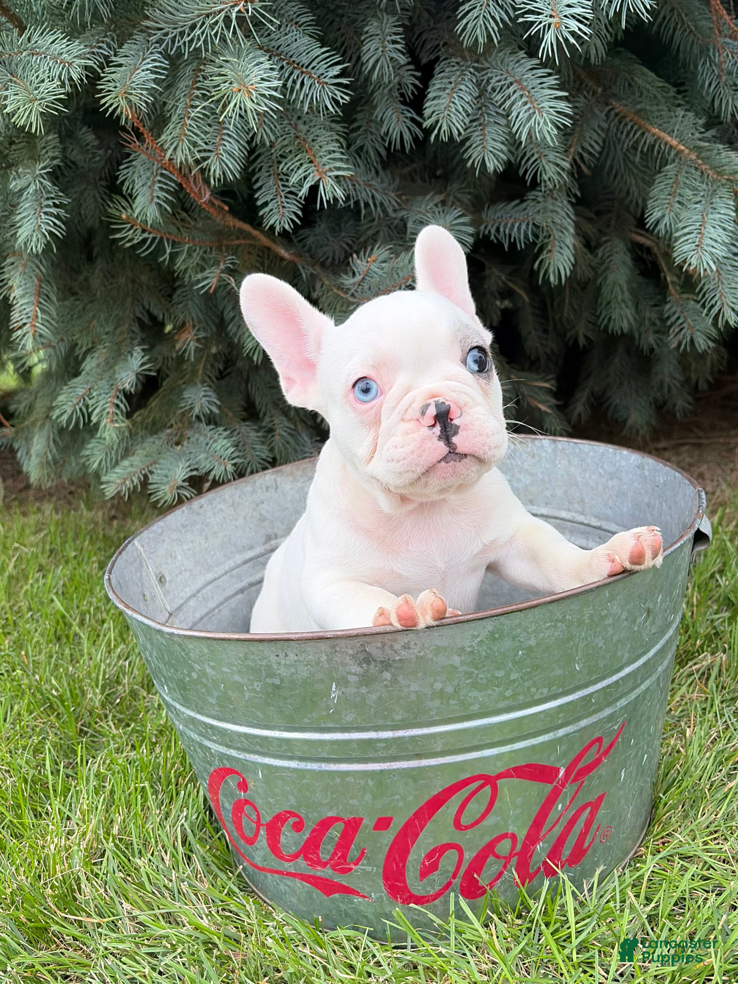 French Bulldog dogs Louie - Ad 2