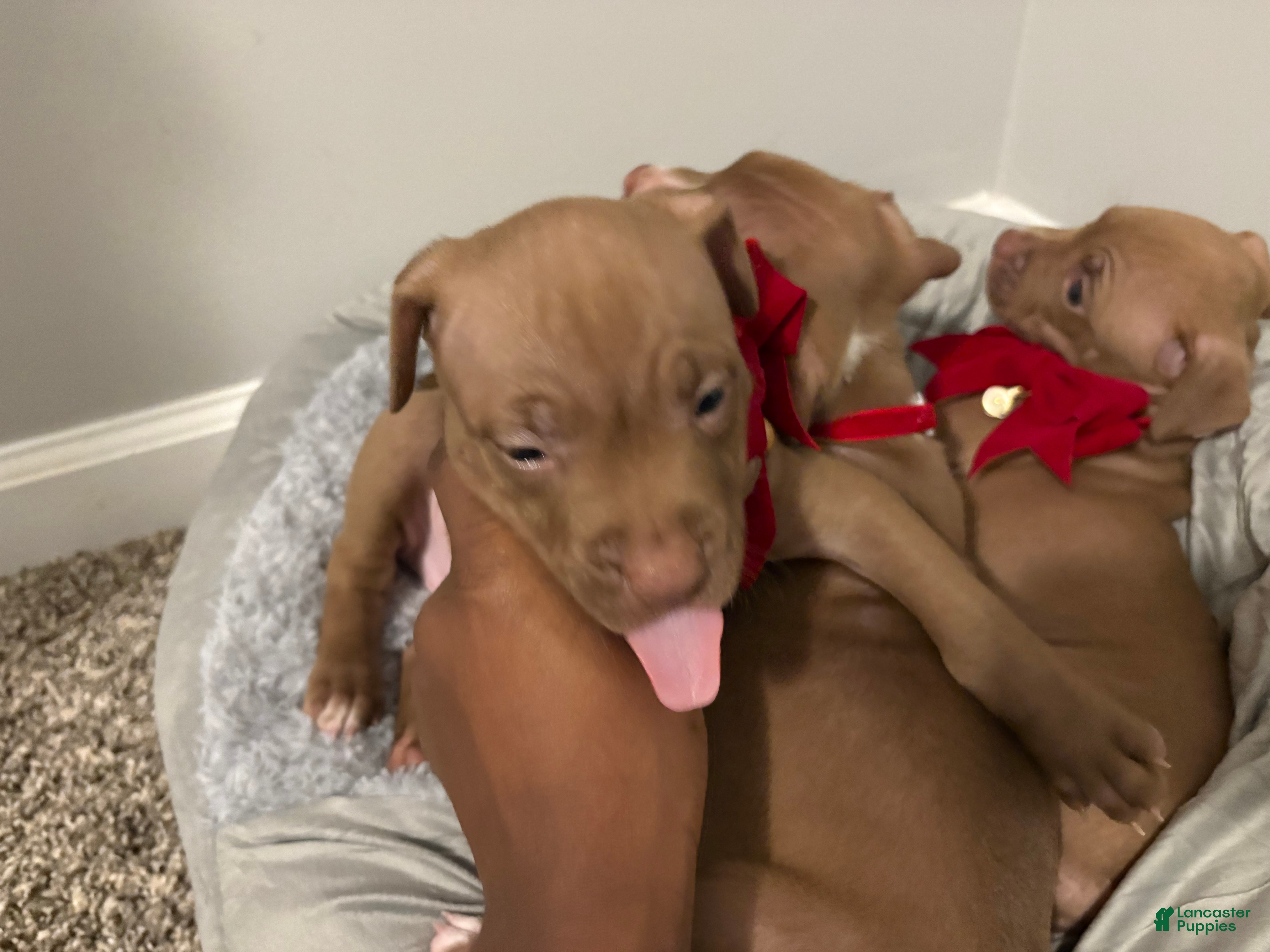 American Pit Bull Terrier dogs American Pit Bull Terrier Puppy 4 - Ad 13