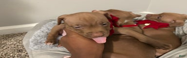 American Pit Bull Terrier Puppy 4