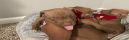 American Pit Bull Terrier dogs for sale: American Pit Bull Terrier Puppy 4 - Ad 1