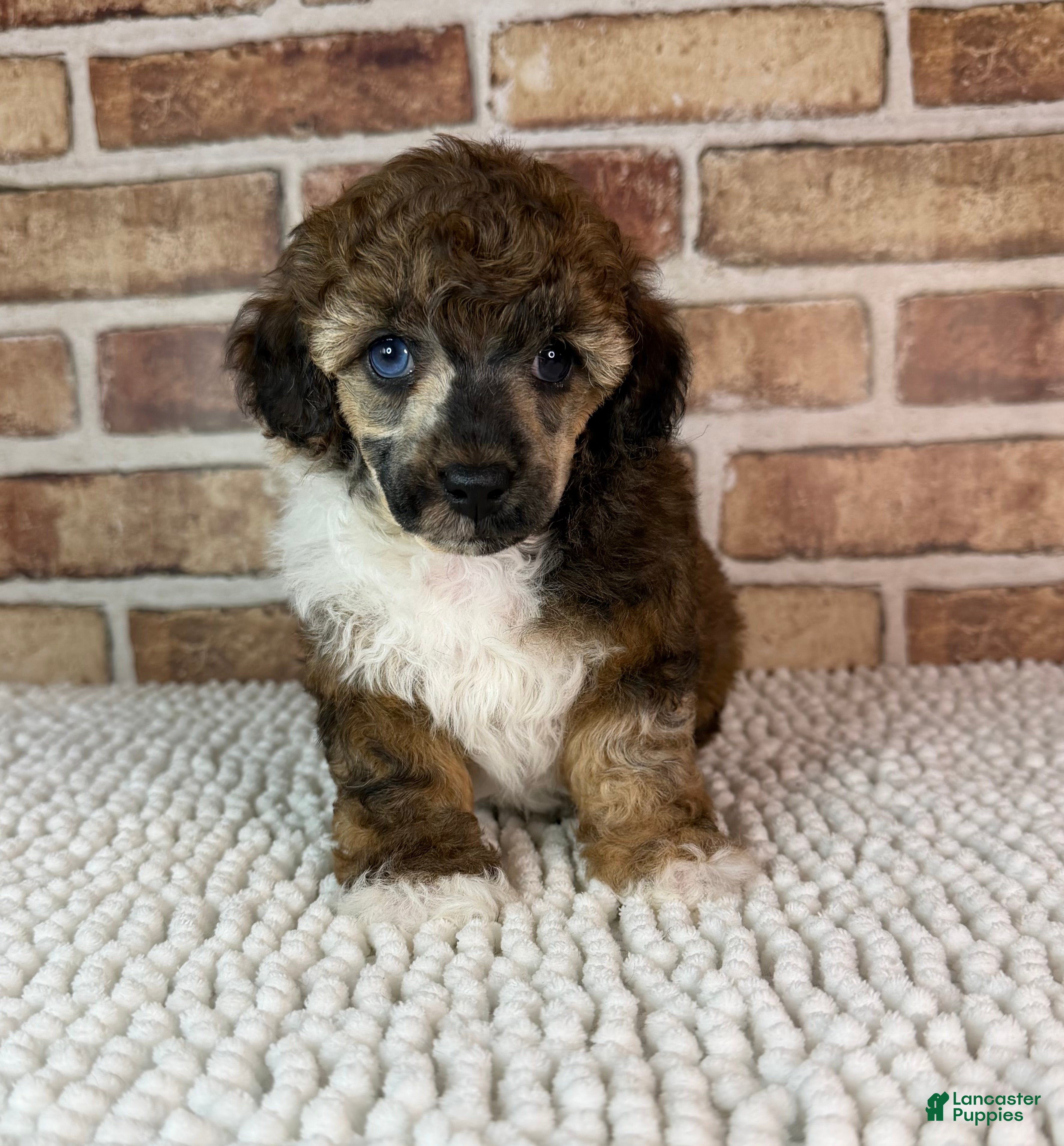 Toy Poodle dogs AKC Wrangler - Ad 5