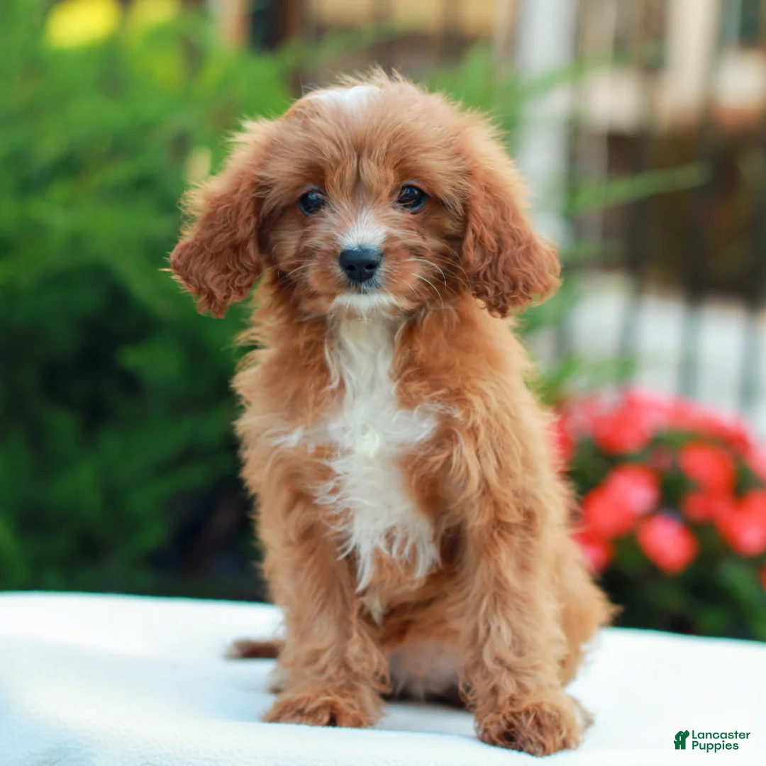 Cavapoo dogs for sale: Holly  - Ad 1