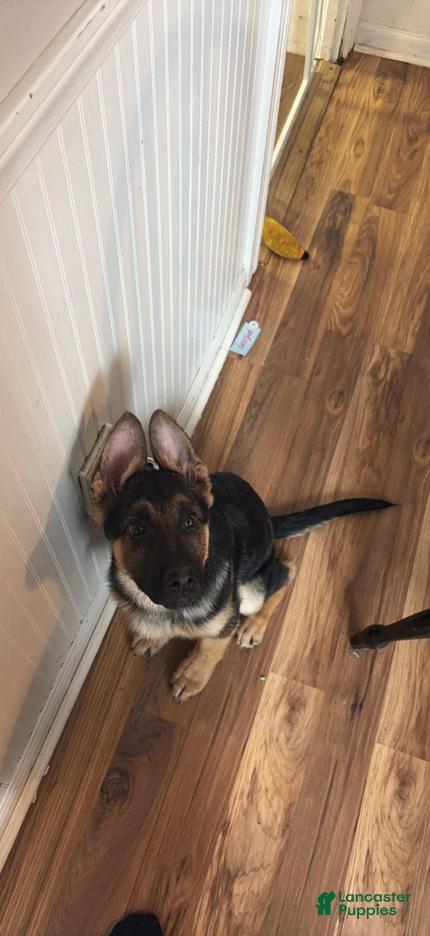 German Shepherd dogs Rocket - Ad 16