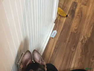 German Shepherd dogs Rocket - Ad 16