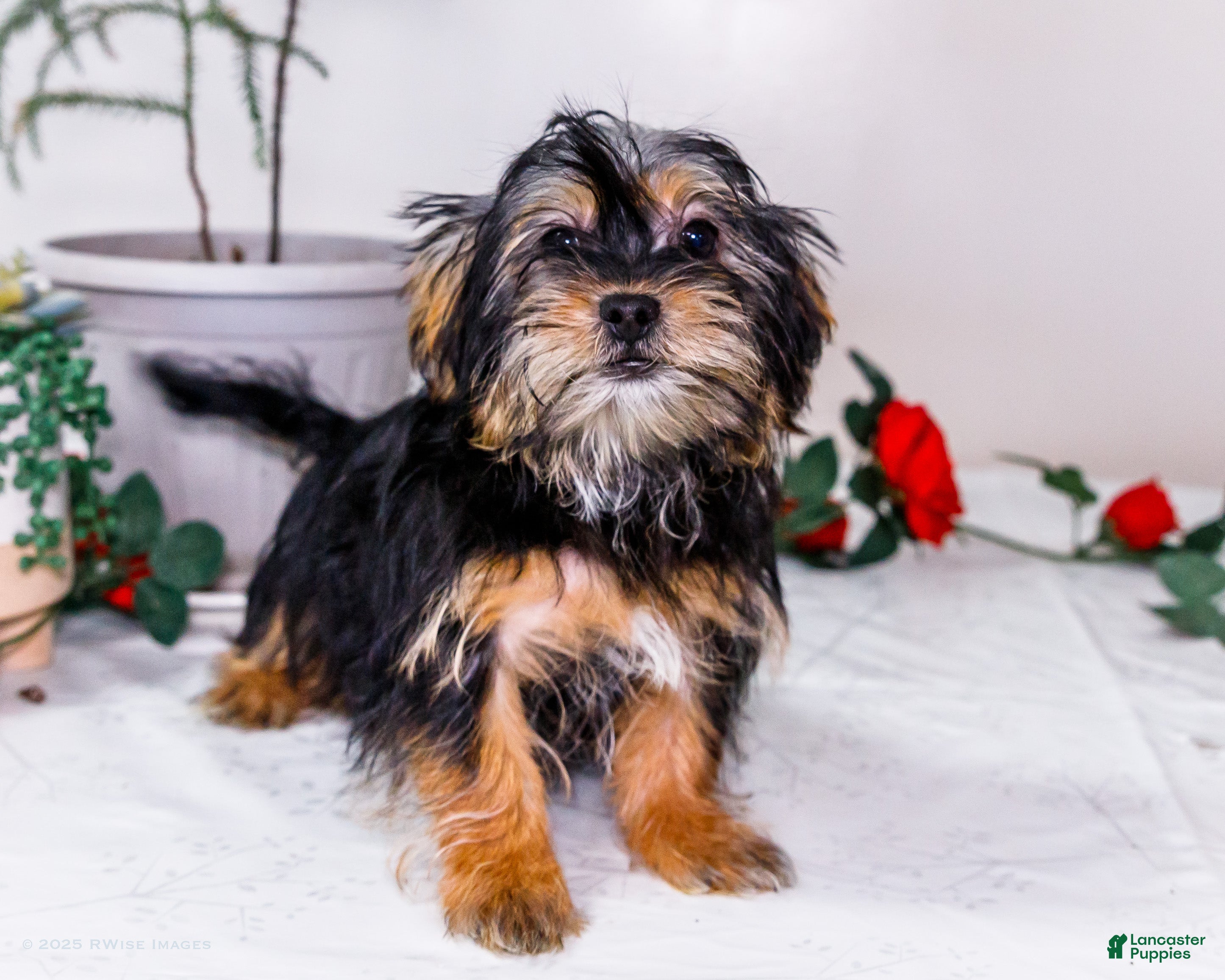 Shorkie dogs Landon - Ad 6