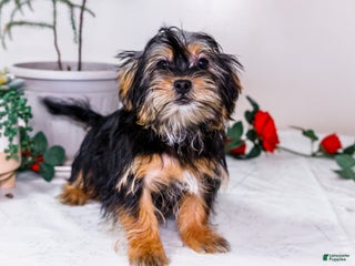 Shorkie dogs Landon - Ad 31