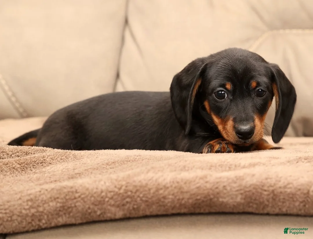 Miniature Dachshund dogs for sale: Bruno - Ad 5