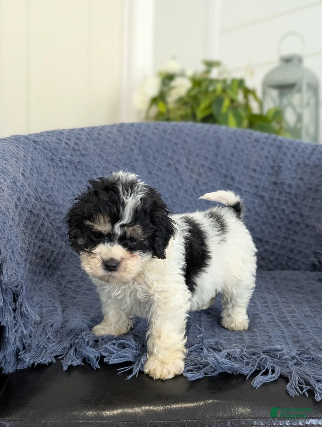 Cockapoo dogs for sale: Tiny Asher - Ad 6